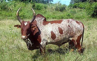 Тропического горбатого быка зебу, или умби (omby), завезённого когда-то из Азии, большинство мадагаскарских племён, несмотря на дефицит животных белков, долго использовали исключительно как гужевой транспорт.  Фото И.Сида.