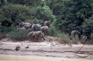 Слоны в национальном парке "Дубль Вэ"
