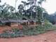 Юг Камеруна. Деревни на банановых плантациях