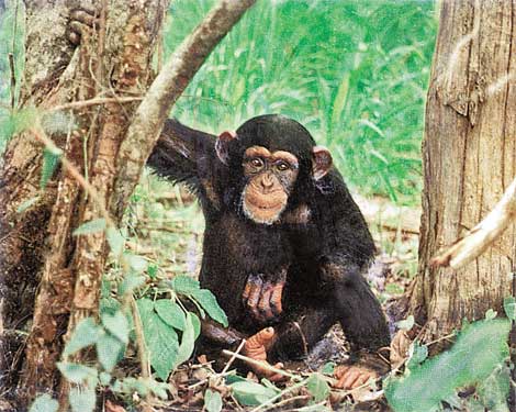 Эту молодую любознательную обезьяну удалось снять в лесостепной зоне Танзании