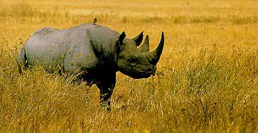 Двурогий носорог, осторожное травоядное животное, поставленное браконьерами на край гибели из-за своего рога