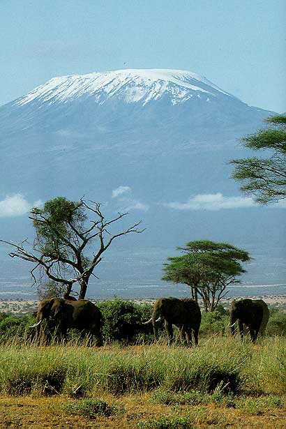 Покрытая снегом вершина Килиманджаро высится над долиной