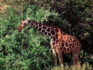 Жираф в одном из танзанийских национальных парков
